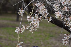 Prunus amygdalus
