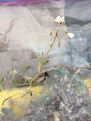 Montia bostockii