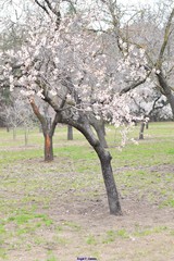 Prunus amygdalus