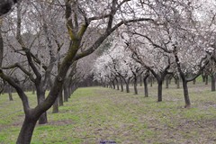 Prunus amygdalus