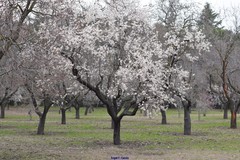 Prunus amygdalus