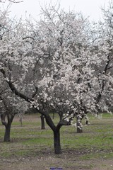 Prunus amygdalus