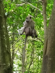 Macaca fascicularis