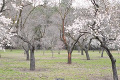 Prunus amygdalus
