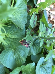 Norvellina chenopodii