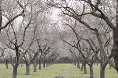 Prunus amygdalus