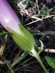 Ipomoea laeta