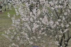 Prunus amygdalus