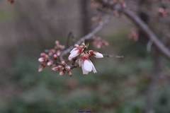 Prunus amygdalus