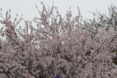 Prunus amygdalus