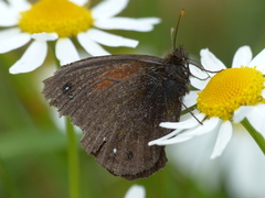Cosmosatyrus leptoneuroides