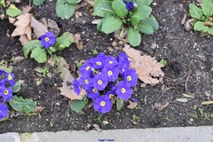 Primula vulgaris