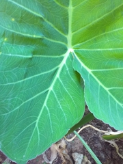 Xanthosoma sagittifolium