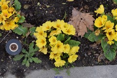 Primula vulgaris