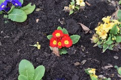 Primula vulgaris