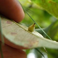 Caryomyia caryaecola