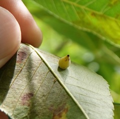 Caryomyia caryaecola
