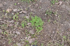 Anthriscus caucalis