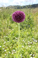 Allium atroviolaceum