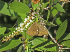 Junonia hedonia ida