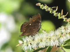 Junonia hedonia ida