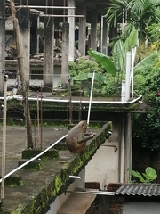 Macaca mulatta