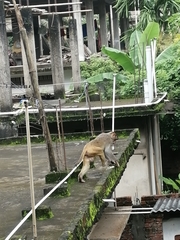 Macaca mulatta
