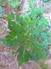 Phyllanthus tenellus