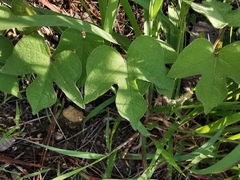 Ipomoea laeta