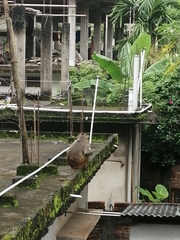 Macaca mulatta