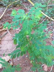 Phyllanthus tenellus