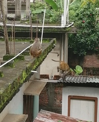 Macaca mulatta