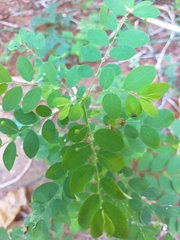 Phyllanthus tenellus