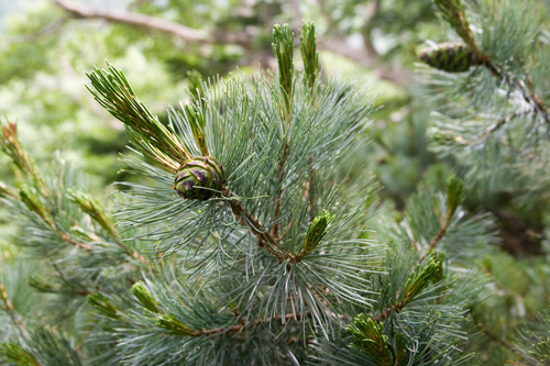 dwarf Siberian pine