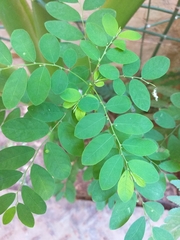 Phyllanthus tenellus