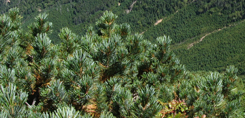 dwarf Siberian pine