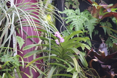 Aerides