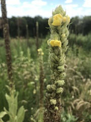 Verbascum thapsus