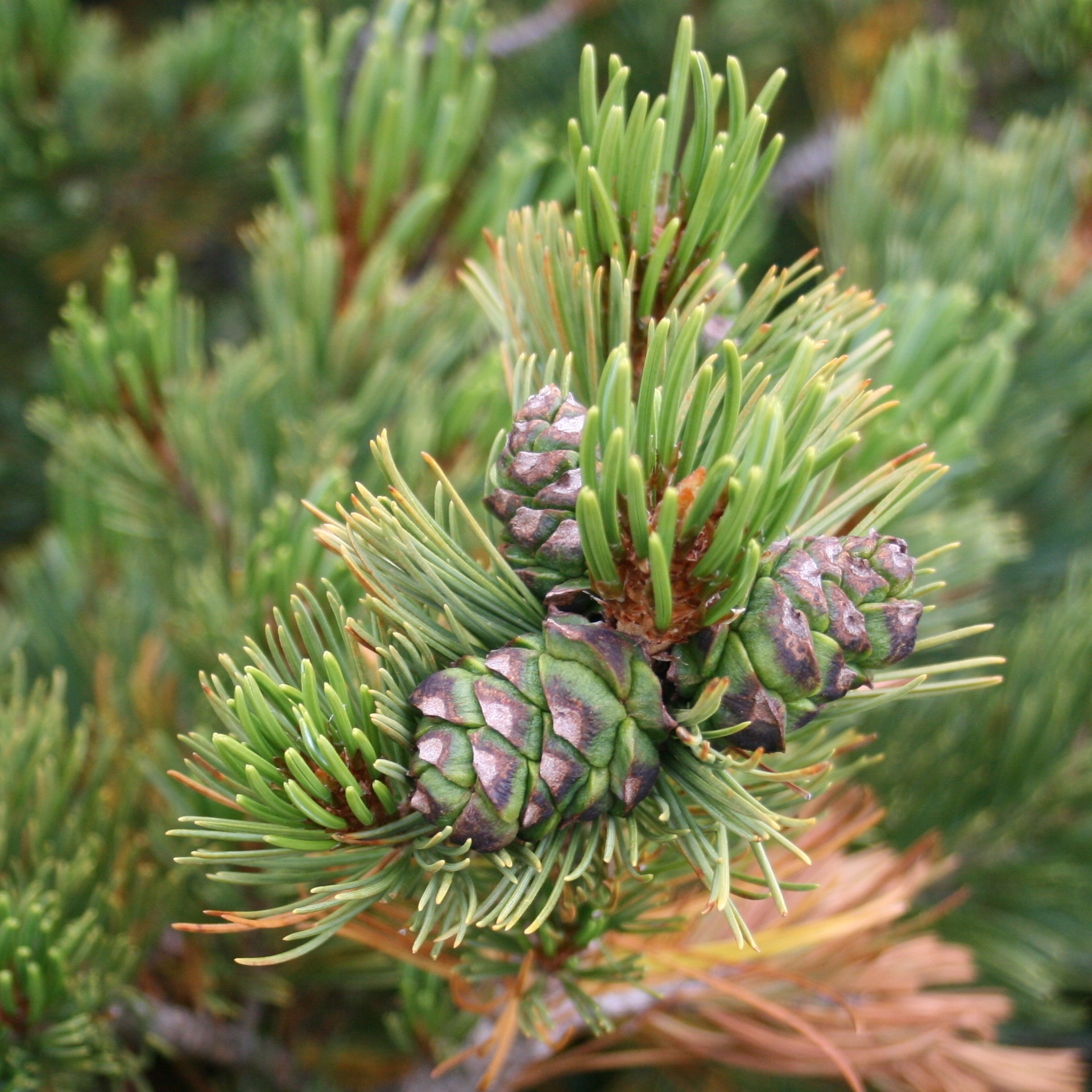 Pinus pumila