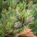 Pinus pumila - Photo (c) Alpsdake,  זכויות יוצרים חלקיות (CC BY-SA)