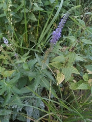 Veronica longifolia