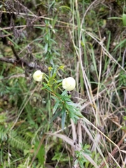 Calceolaria hyssopifolia