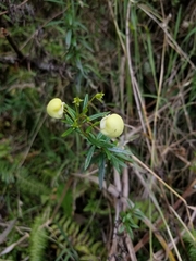 Calceolaria hyssopifolia