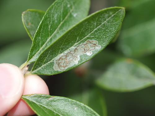 Parectopa bumeliella Braun, 1939