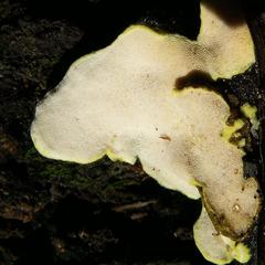 Austeria citrea image