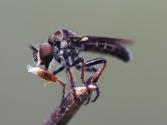 Hadrokolos texanus