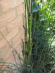 Equisetum