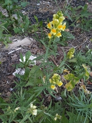 Linaria vulgaris