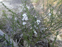 Cyanothamnus coerulescens