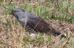 Aviceda cuculoides